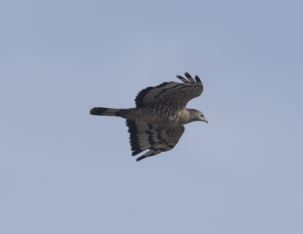 Oriental Honey-buzzard - ML646527364