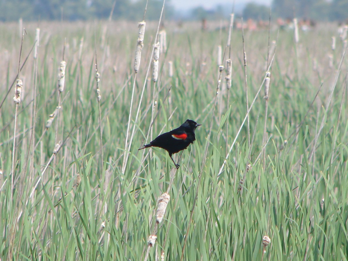 Red-winged Blackbird - ML646527365