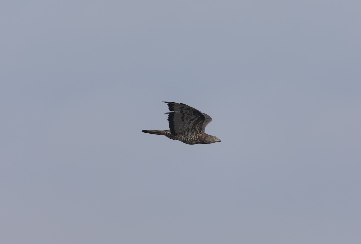 Oriental Honey-buzzard - ML646527367