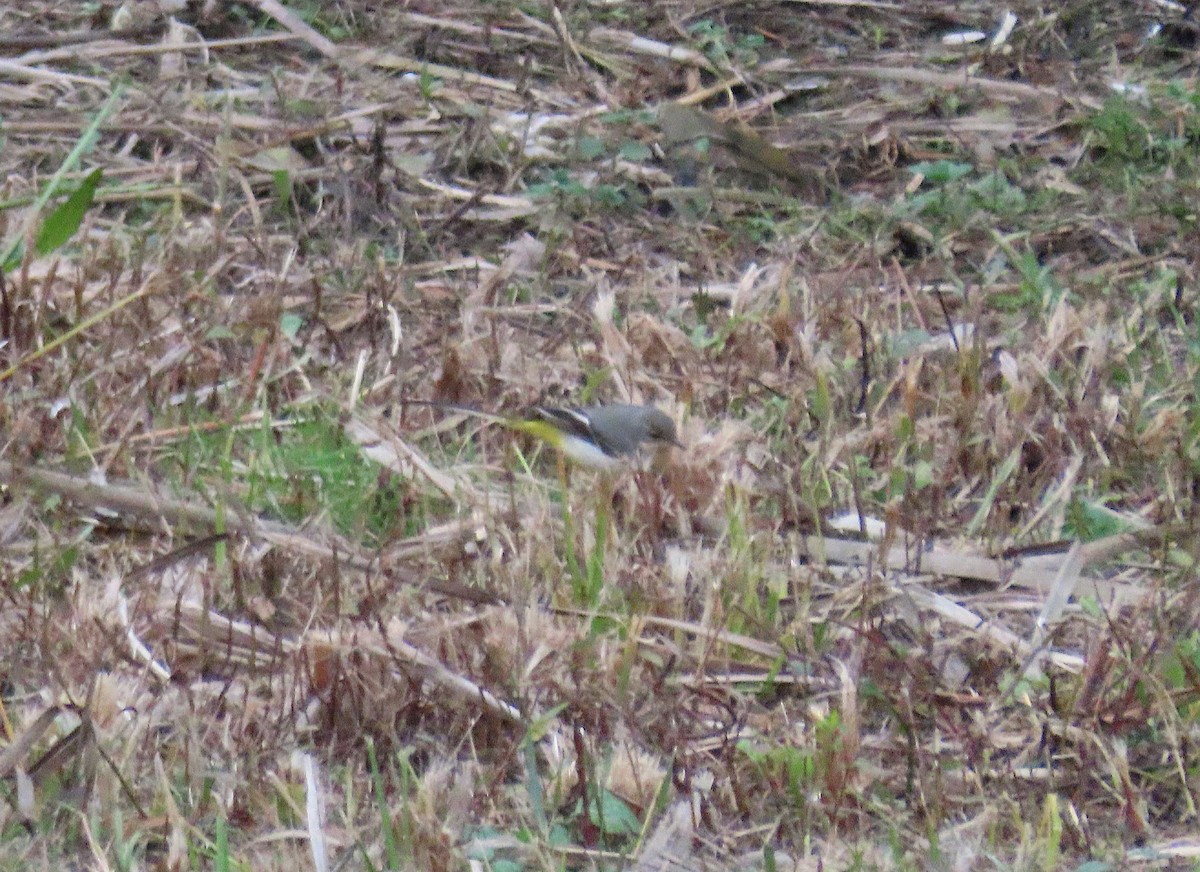 Уулын цэгцгий - ML646527371