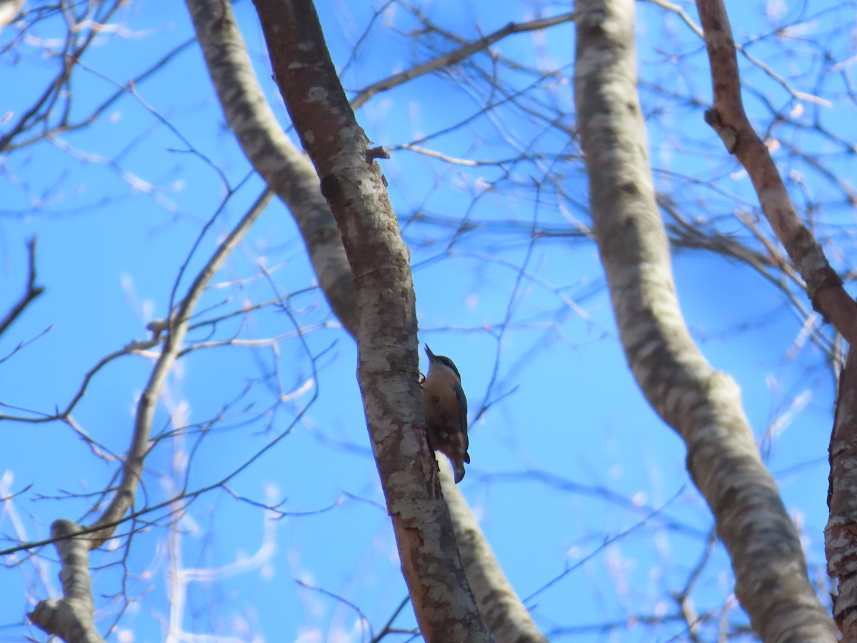 Повзик звичайний - ML646527374