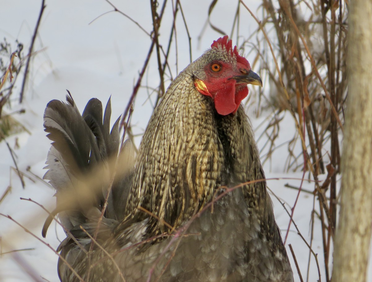 Animals - ML646527381