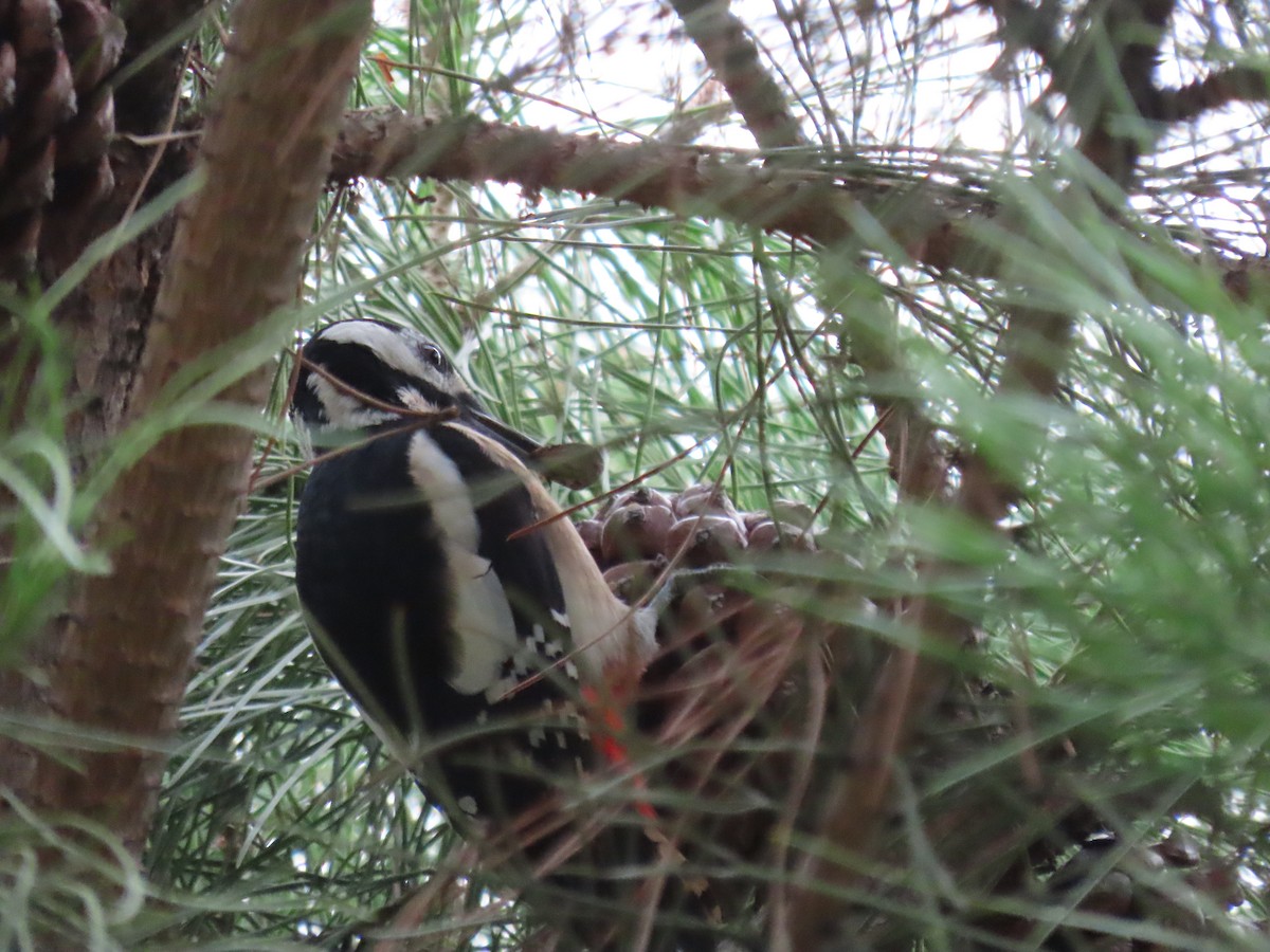 Алаг тоншуул - ML646527382