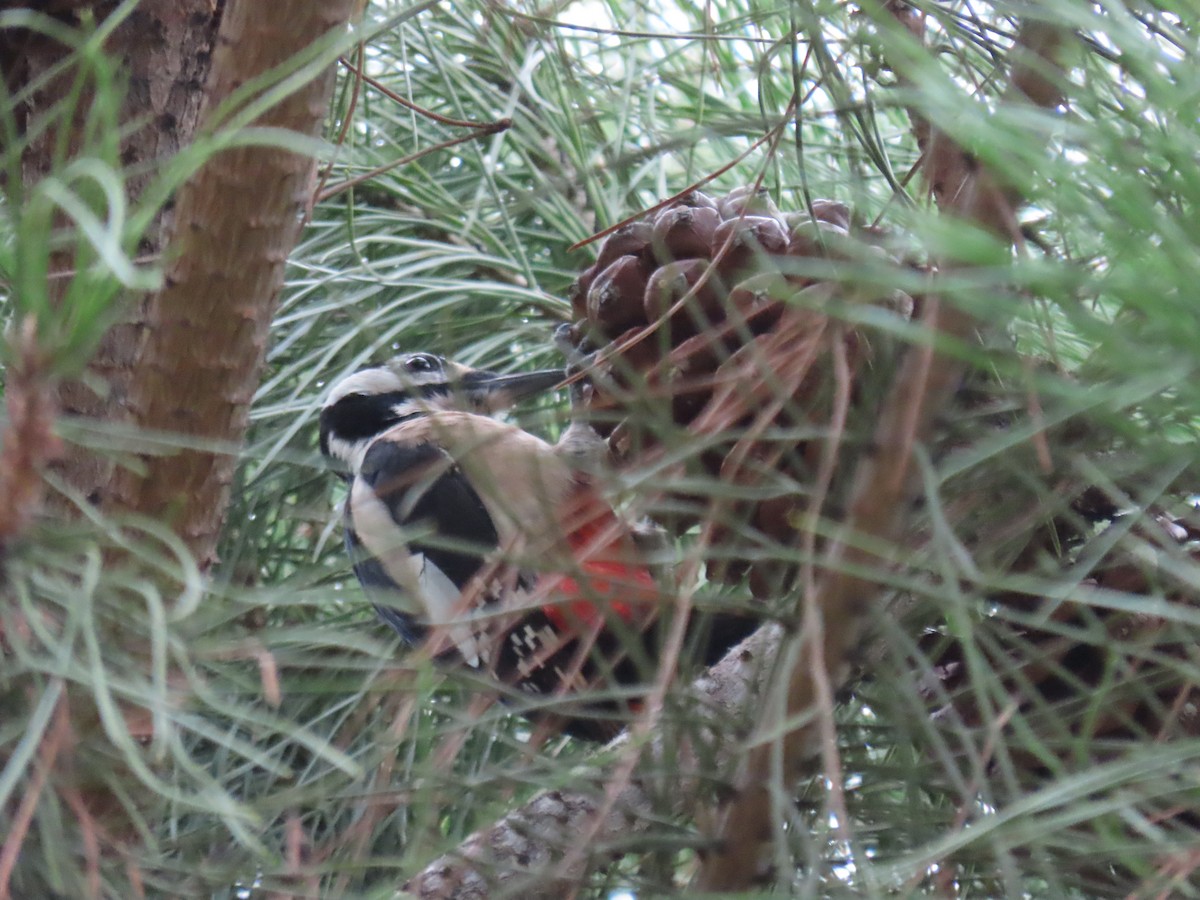 Алаг тоншуул - ML646527383