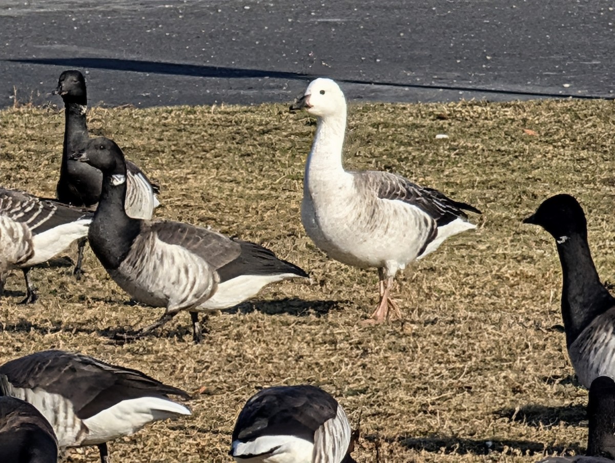 Snow Goose x Brant (hybrid) - ML646527386