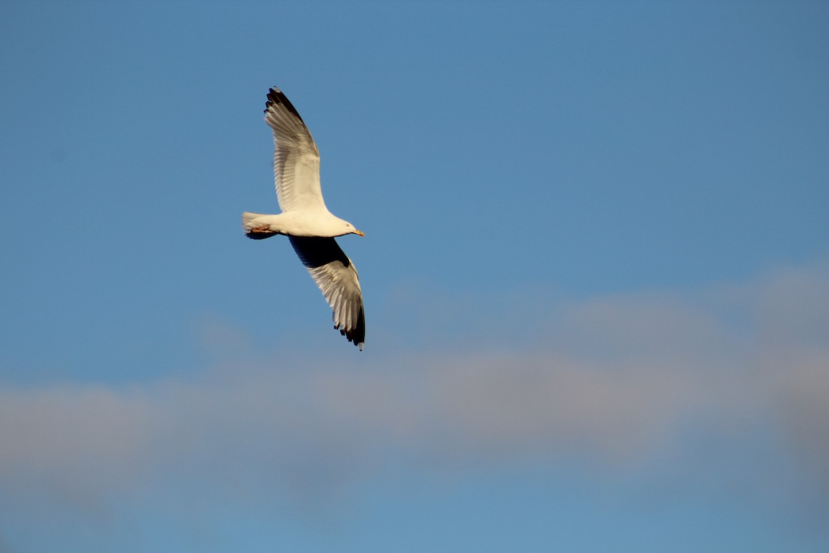 European Herring Gull - ML646527388