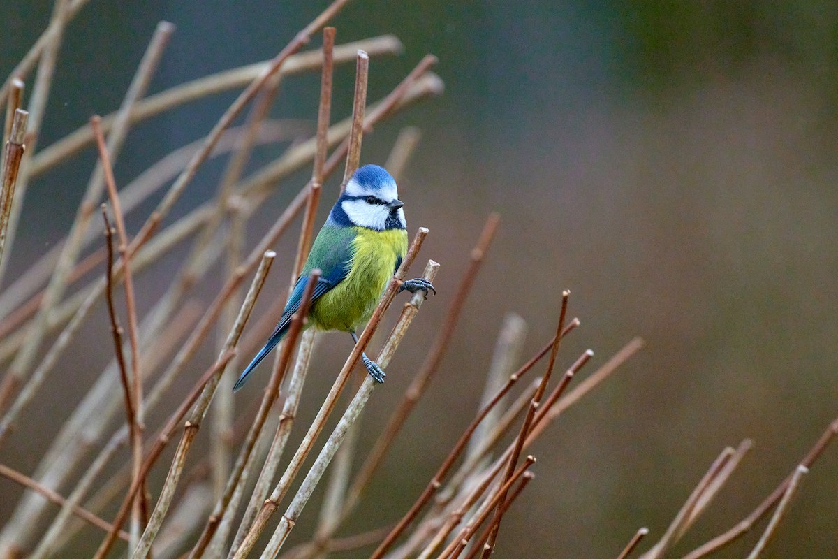Eurasian Blue Tit - ML646527398