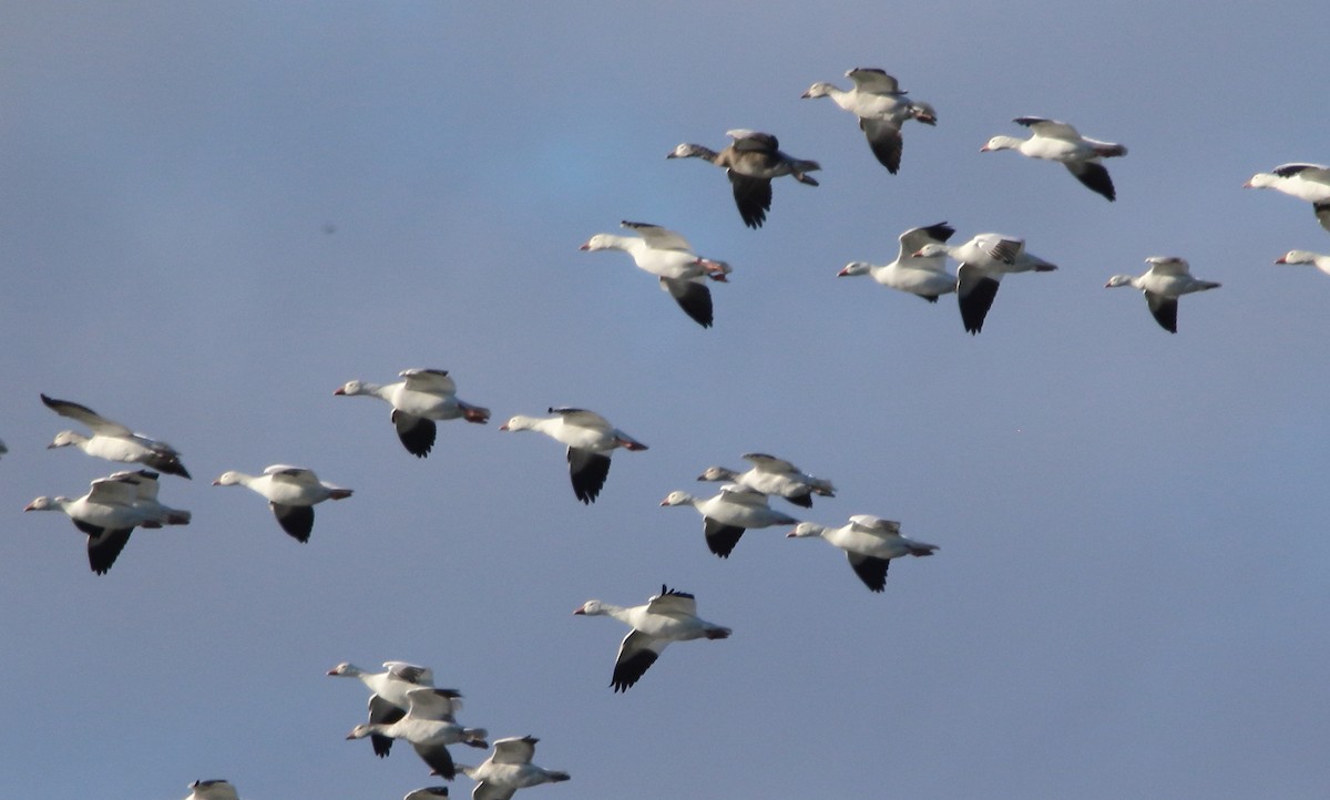 Snow Goose - ML646527399