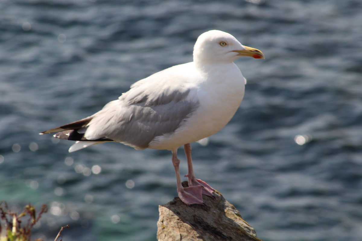 European Herring Gull - ML646527402