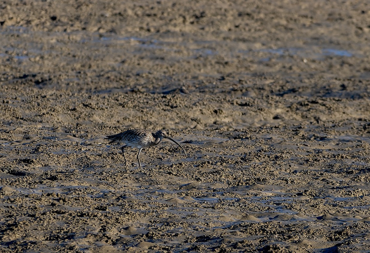 Eurasian Curlew - ML646527403