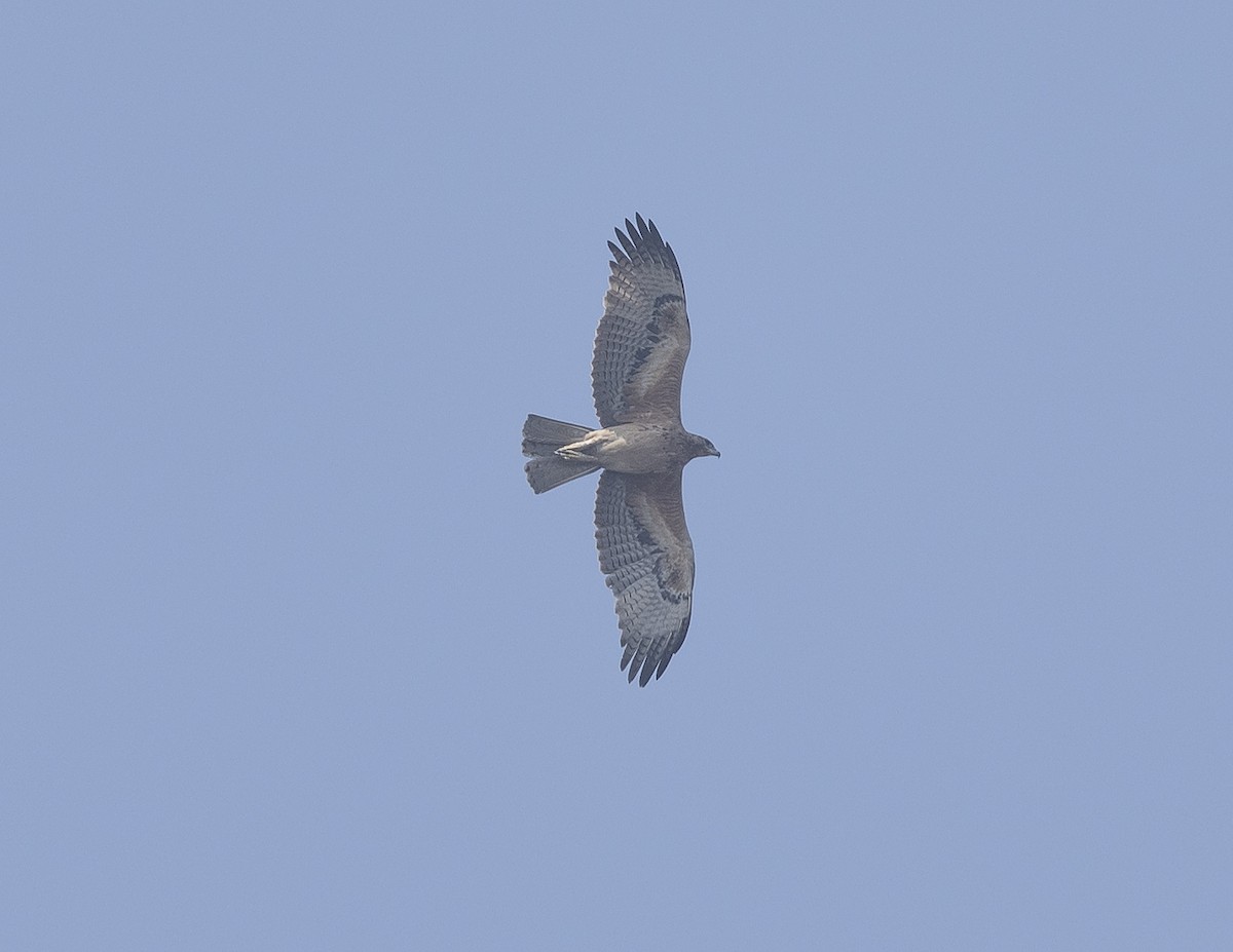 Bonelli's Eagle - ML646527405