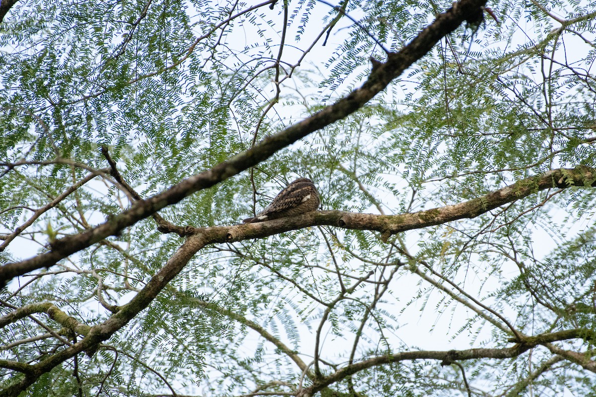 Lesser Nighthawk - ML646527406