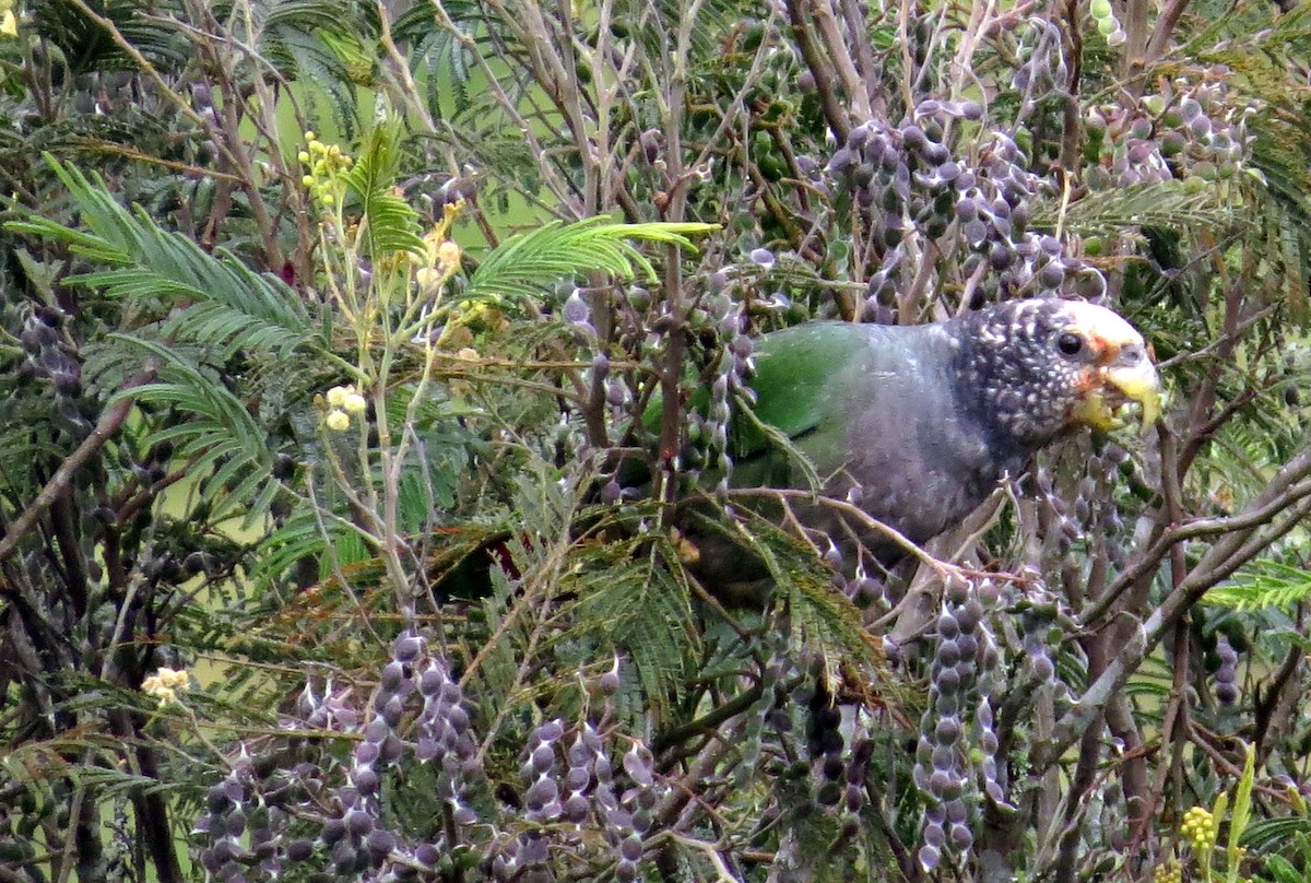 Speckle-faced Parrot - ML646527408