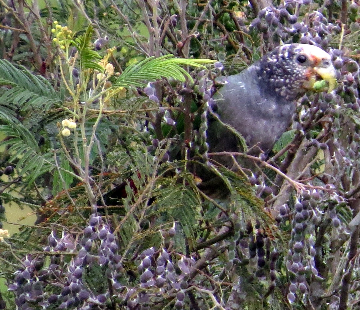 Speckle-faced Parrot - ML646527409