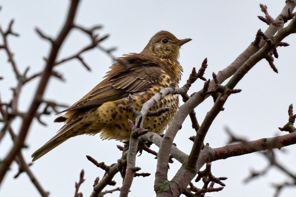 Grive draine - ML646527410