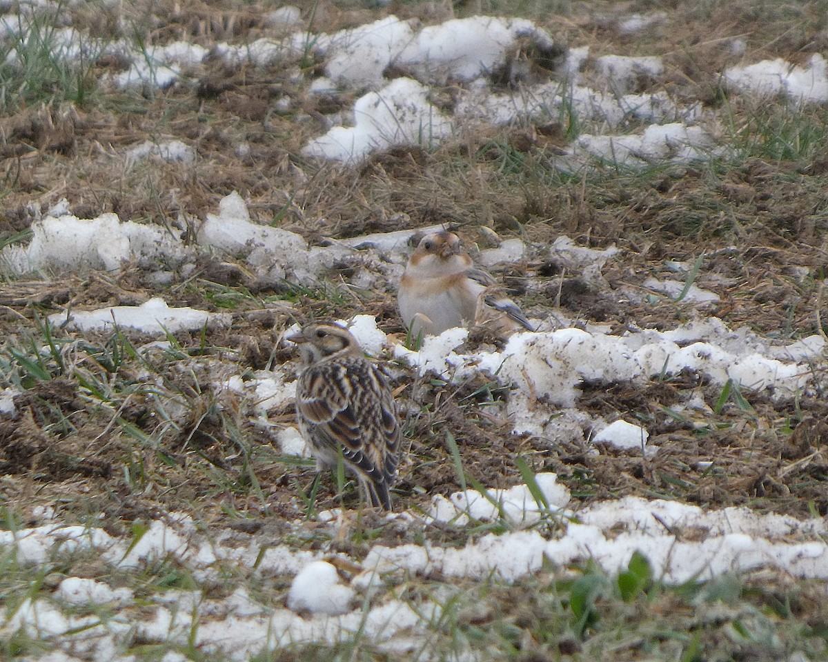 snøspurv - ML646527418