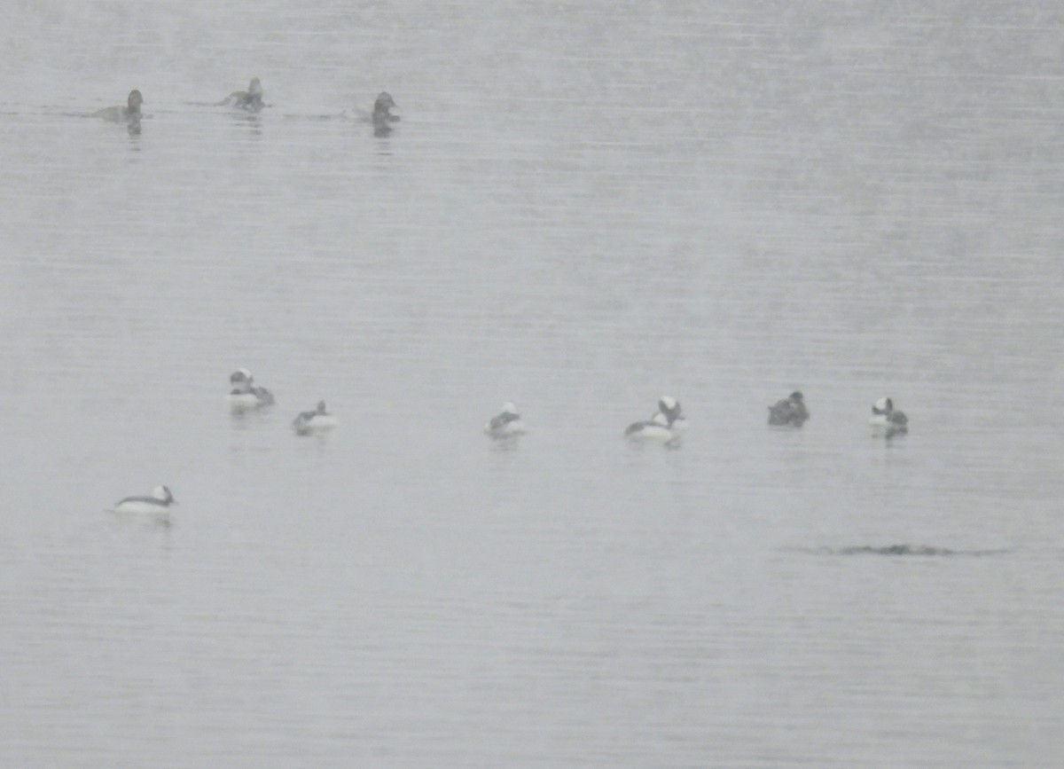 Bufflehead - ML646527422