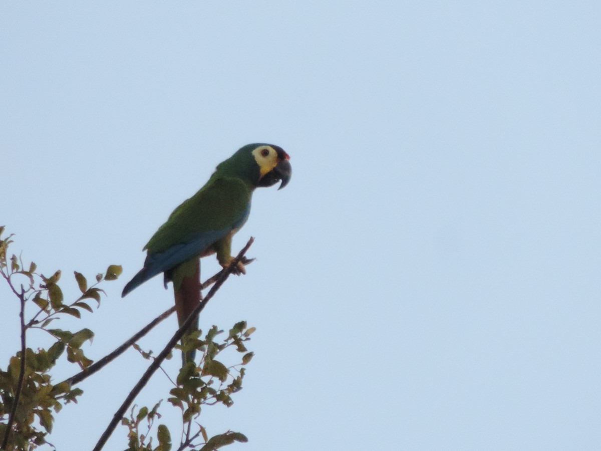 Blue-winged Macaw - ML646527423