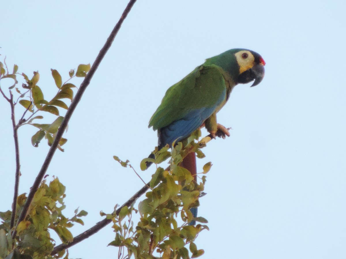 Blue-winged Macaw - ML646527424