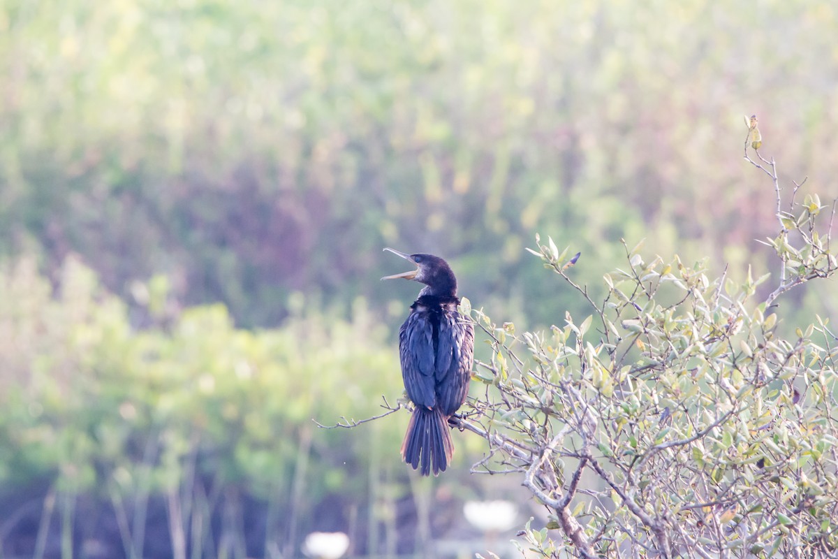 Little Cormorant - ML646527428