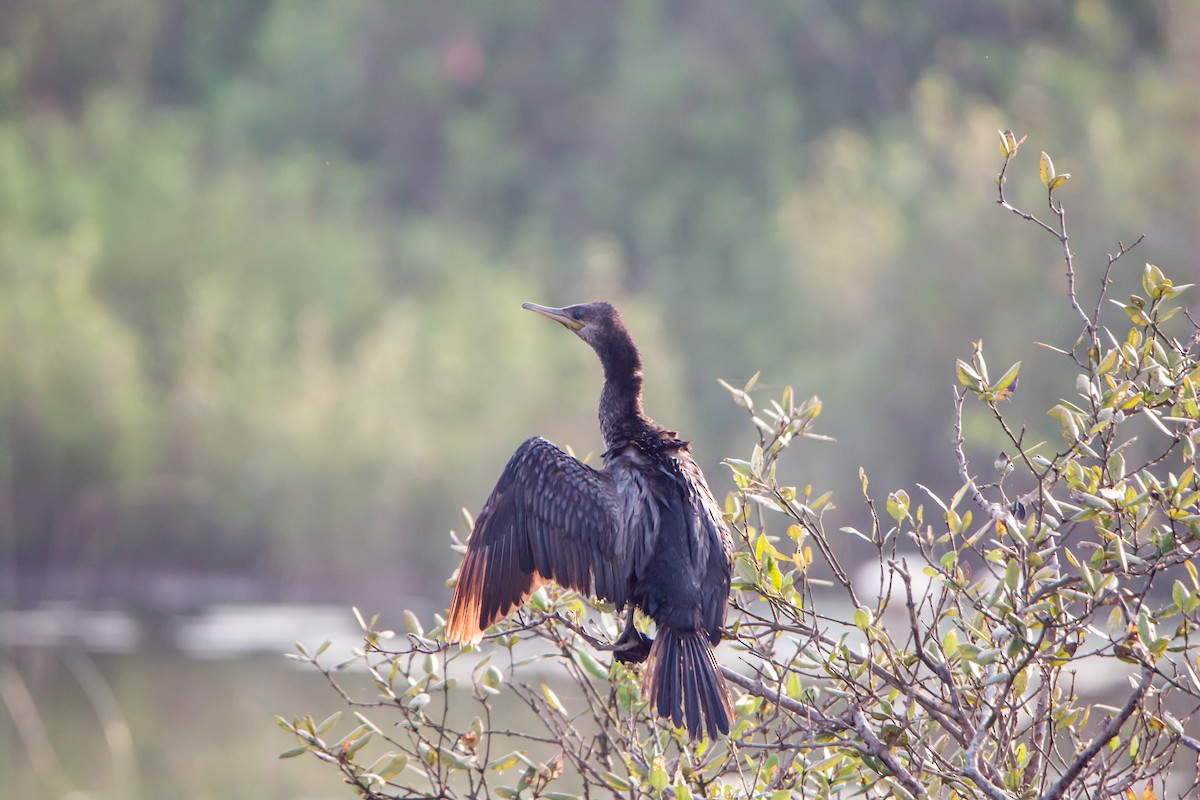Little Cormorant - ML646527429