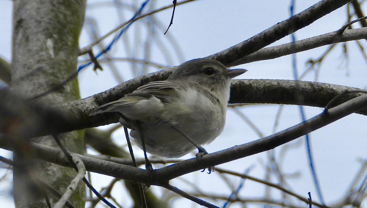 Braunaugenvireo - ML646527430