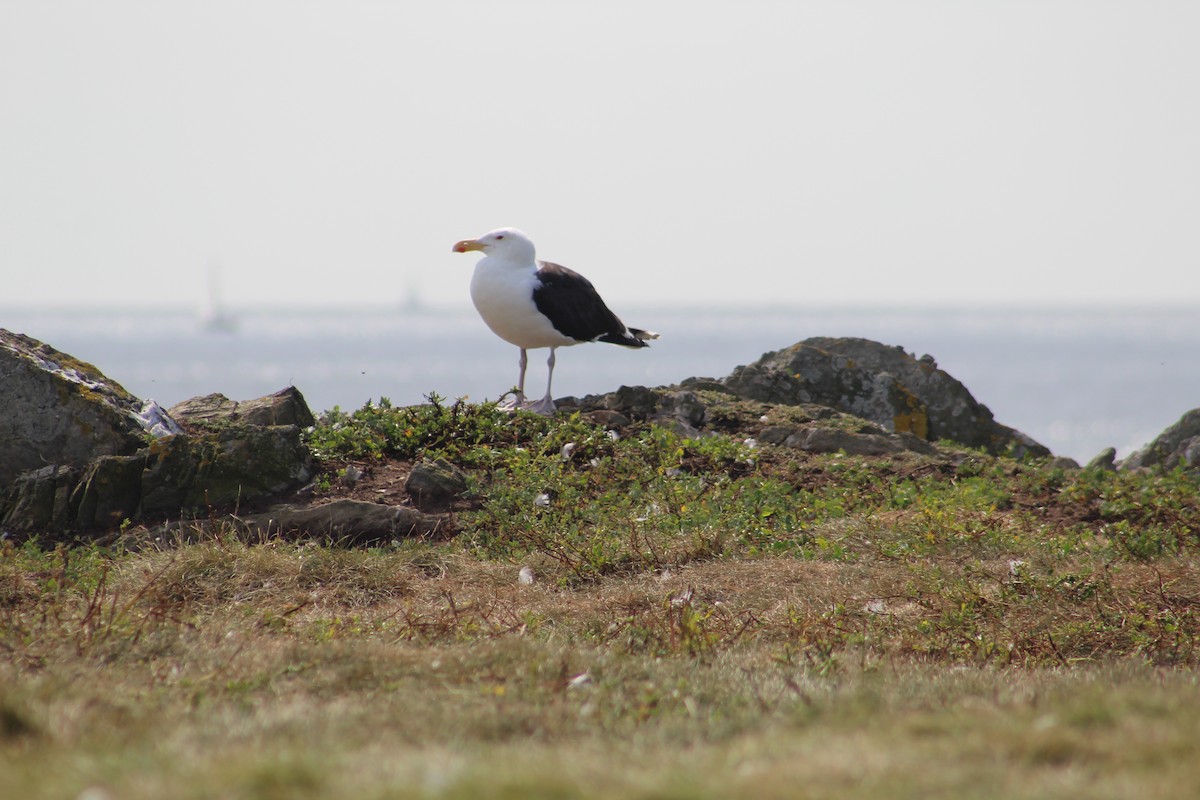 racek mořský - ML646527434