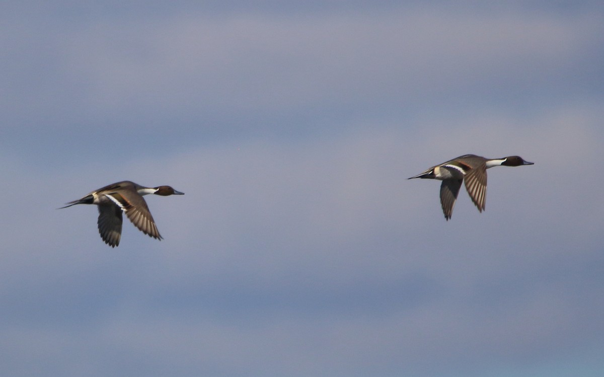 Northern Pintail - ML646527436