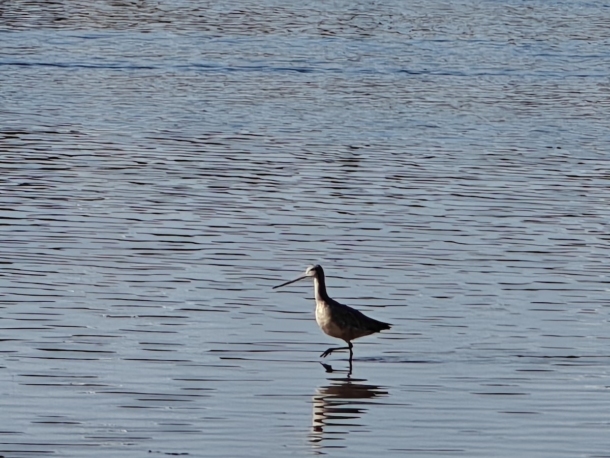 アメリカオオソリハシシギ - ML646527445