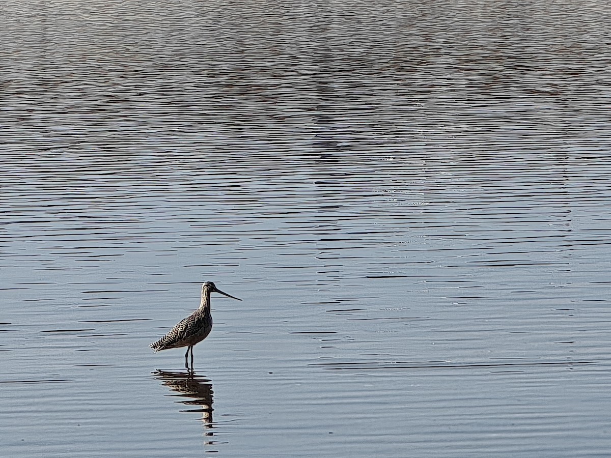 アメリカオオソリハシシギ - ML646527446