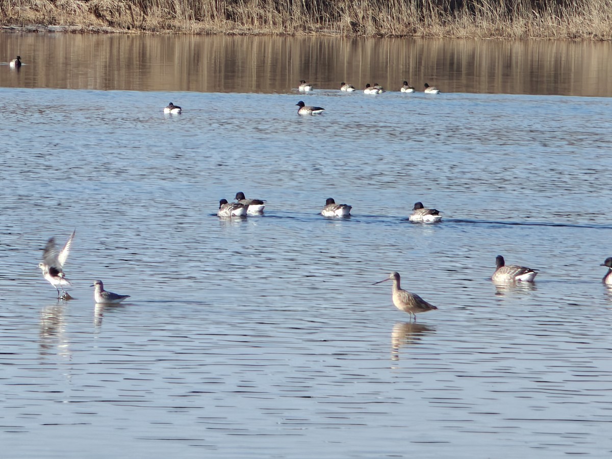 アメリカオオソリハシシギ - ML646527447