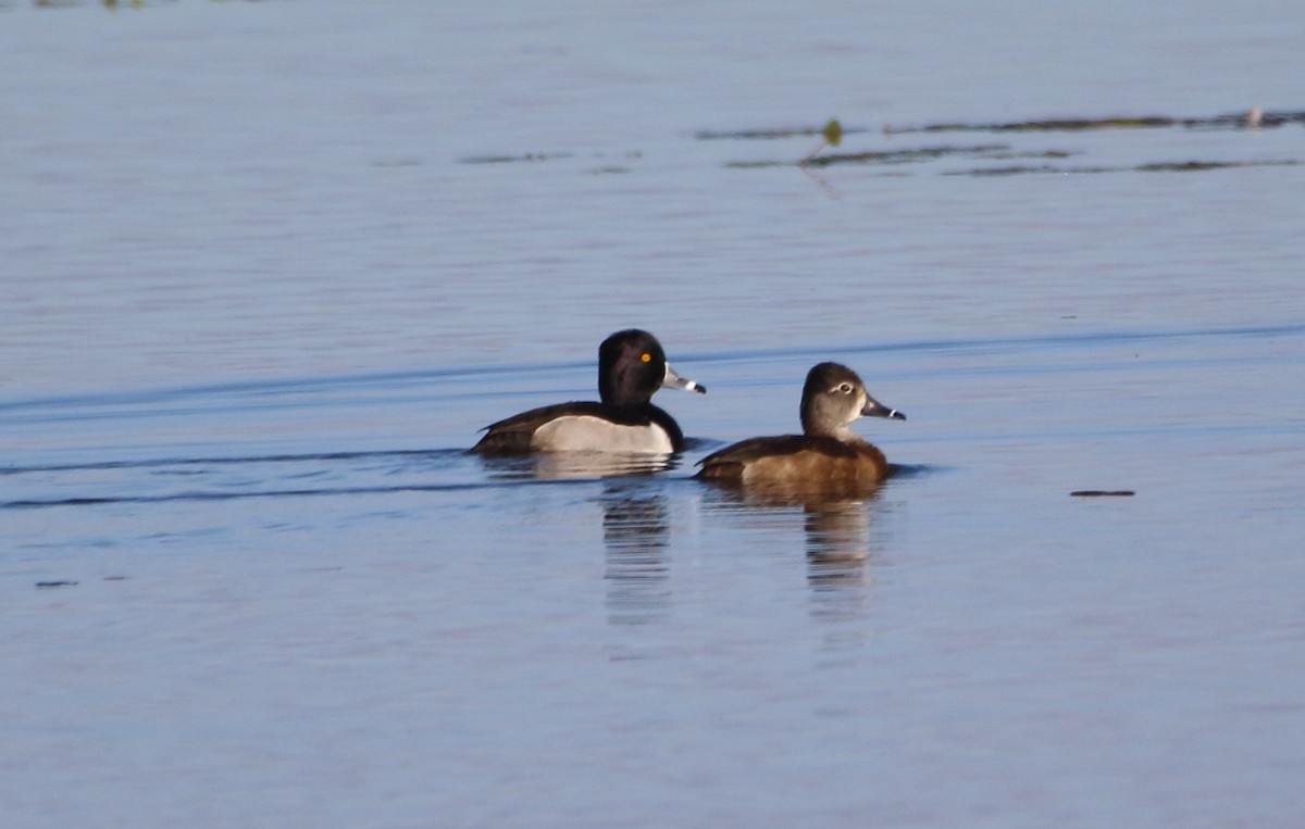 Ring-necked Duck - ML646527449