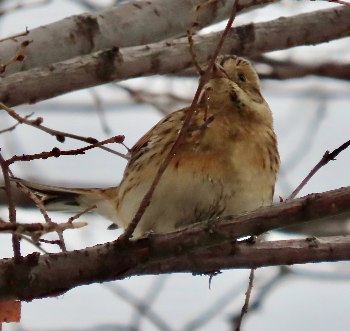 Lapland Longspur - ML646527452