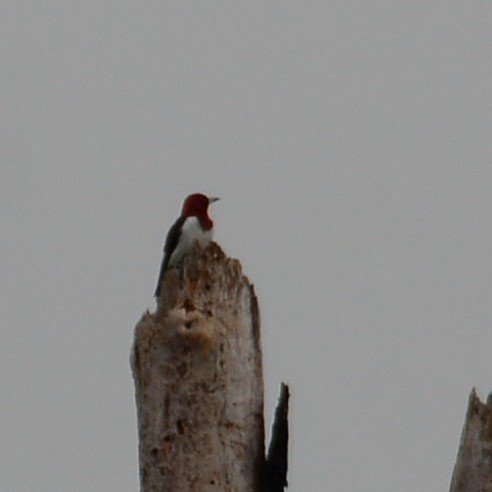 Красноголовый дятел - ML646527453