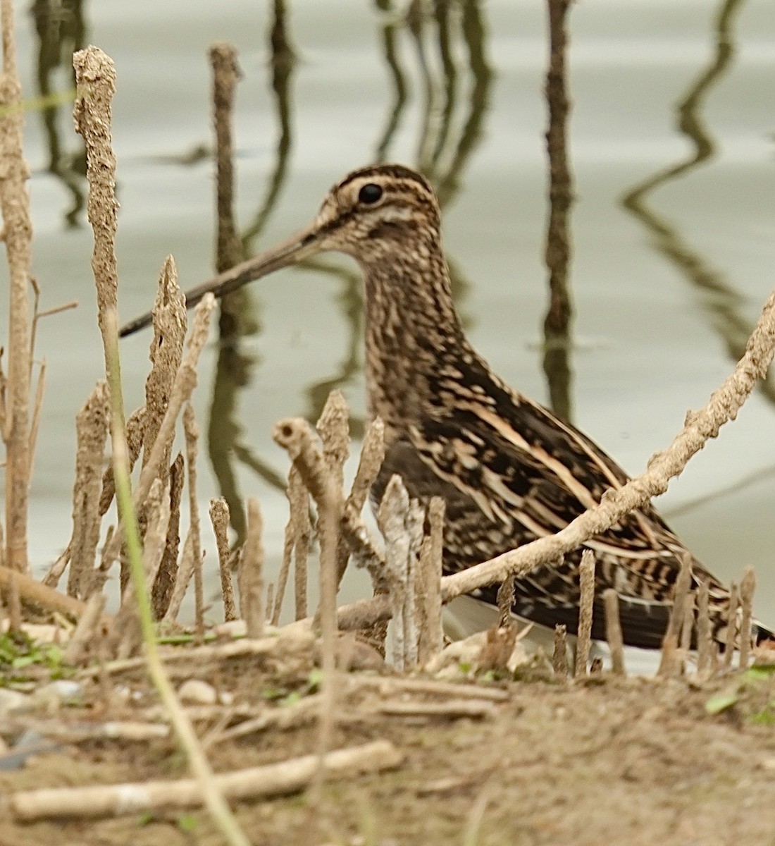 Common Snipe - ML646527459