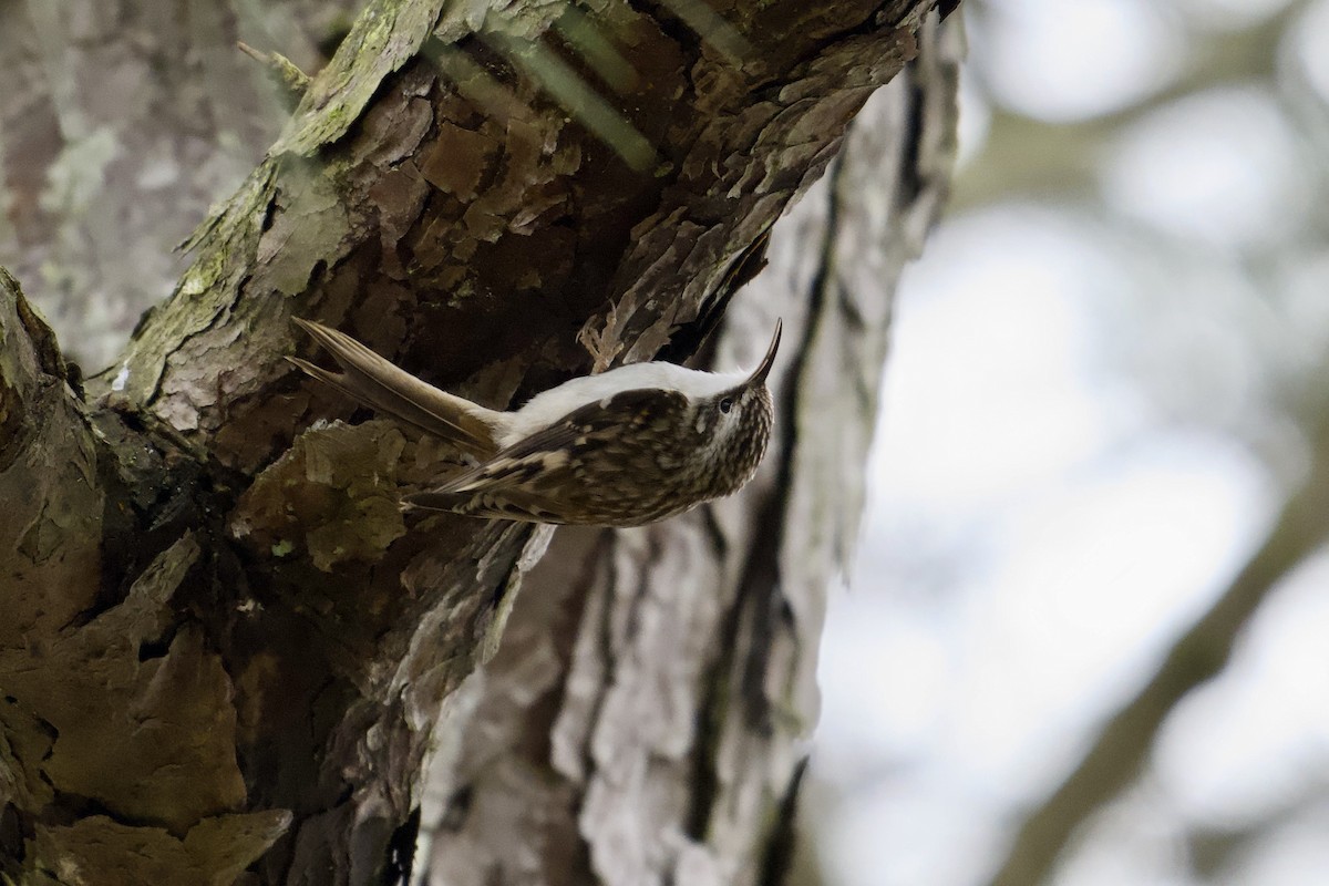 Agateador Americano - ML646527460