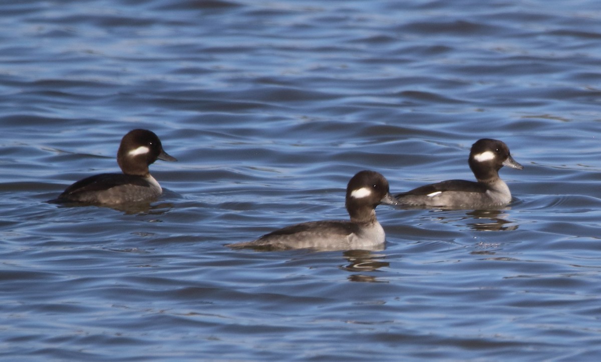 Bufflehead - ML646527464