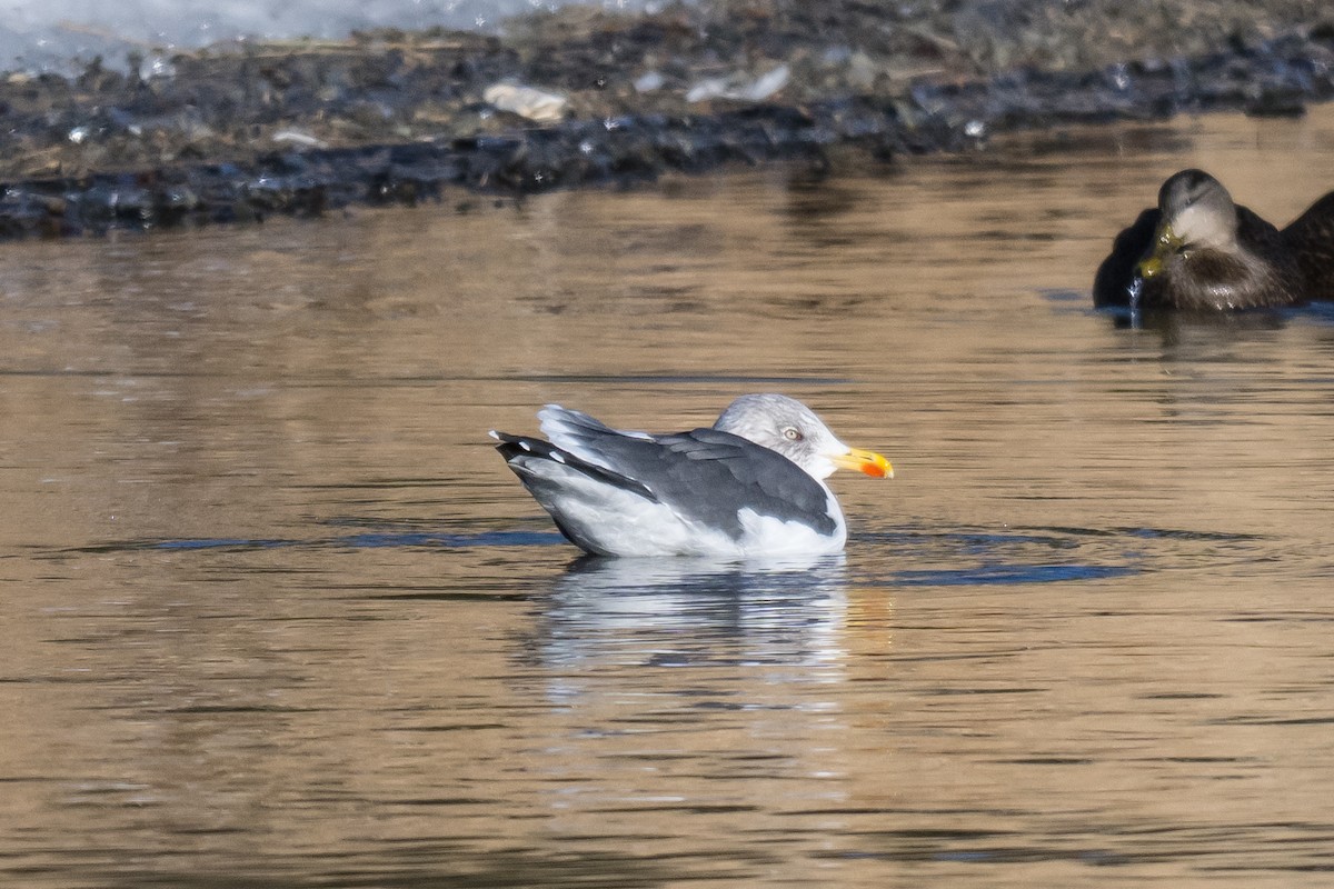 Lesser Black-backed Gull - ML646527469