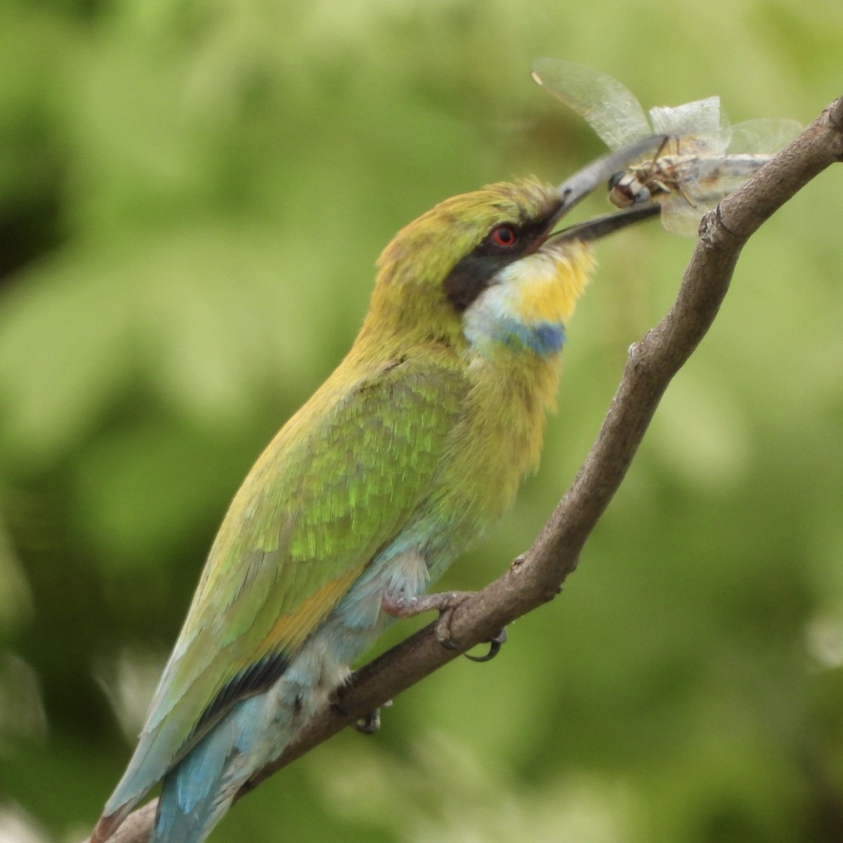 Kırlangıç Kuyruklu Arıkuşu - ML646527470