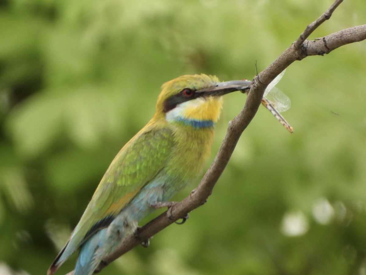 Kırlangıç Kuyruklu Arıkuşu - ML646527471