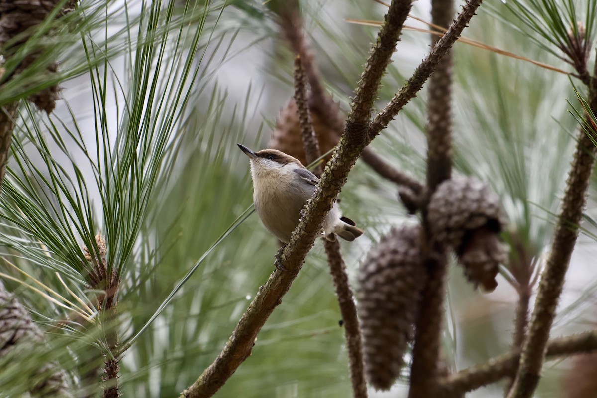 Sittelle à tête brune - ML646527473