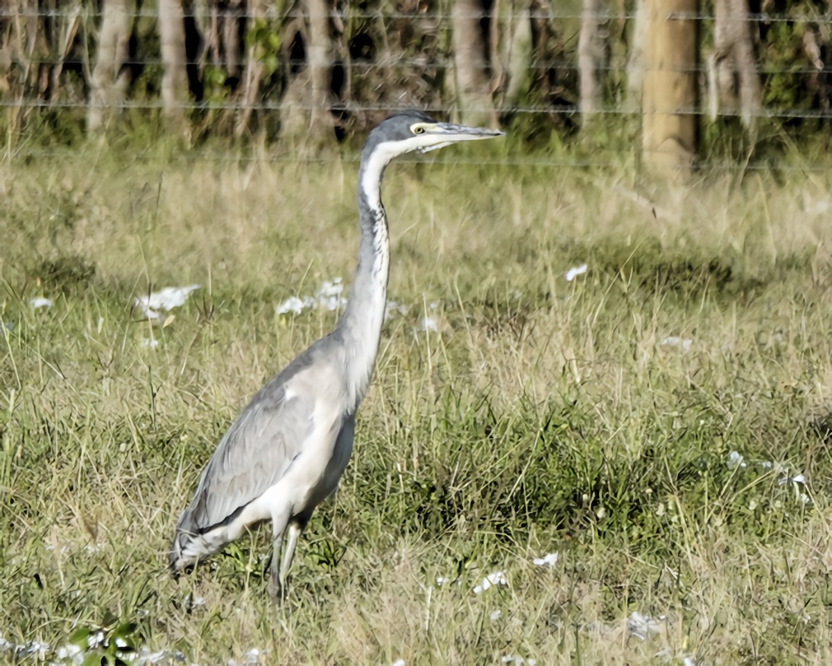 Black-headed Heron - ML646527474