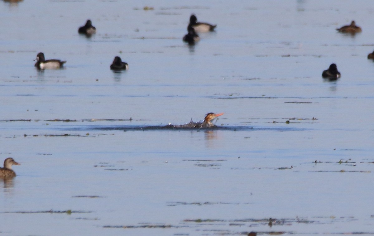 Tarakdiş - ML646527475