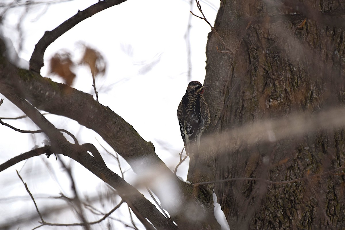 Yellow-bellied Sapsucker - ML646527476