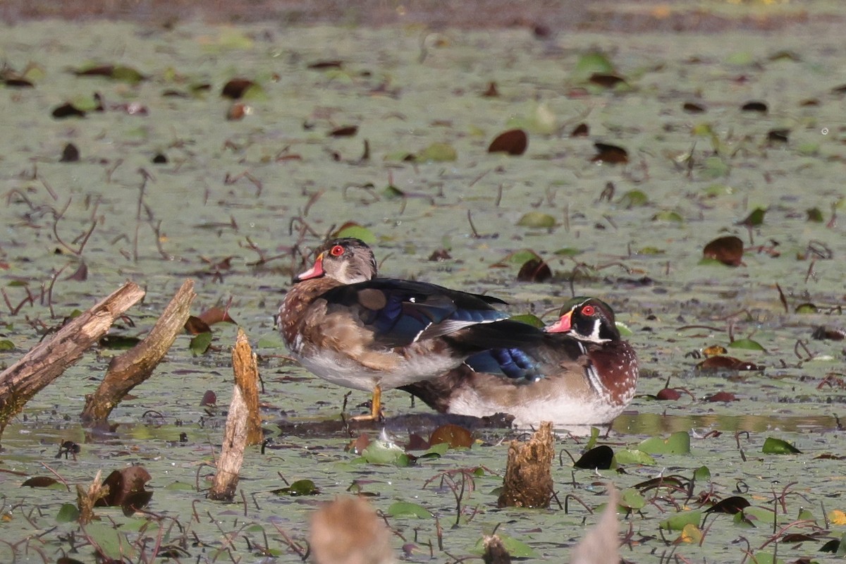 Canard branchu - ML646527478