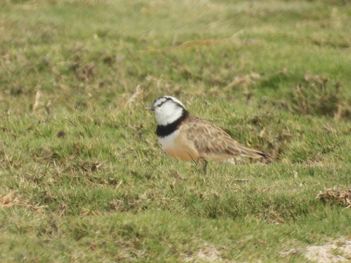 Madagascar Plover - ML646527479