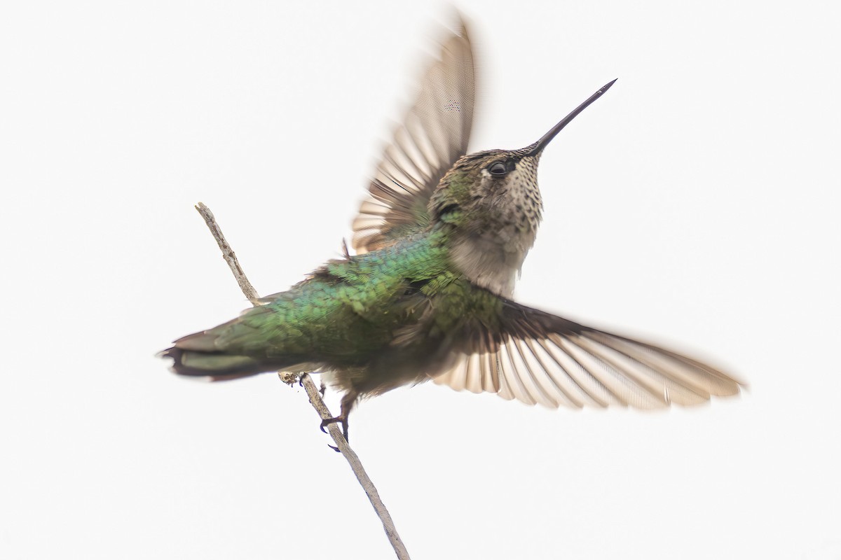 ノドアカハチドリ - ML646527482