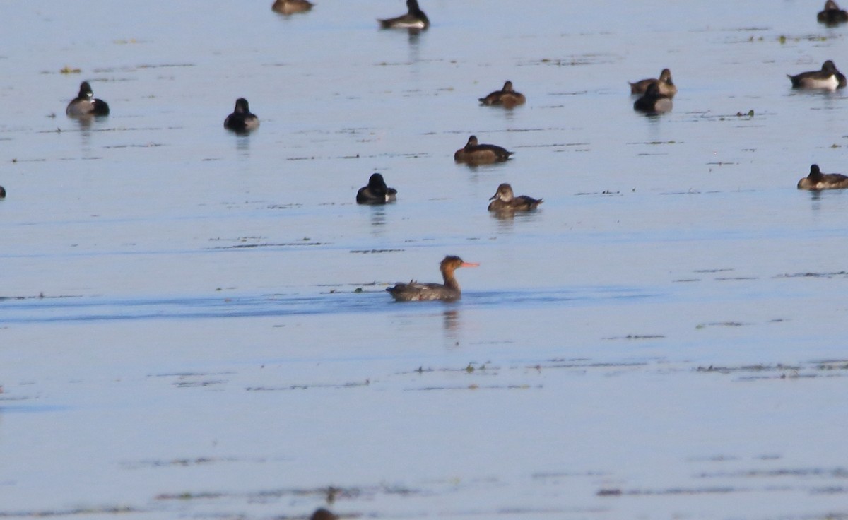 Tarakdiş - ML646527483