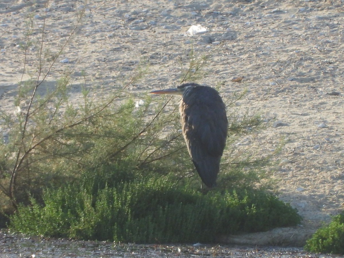 Gri Balıkçıl - ML646527484