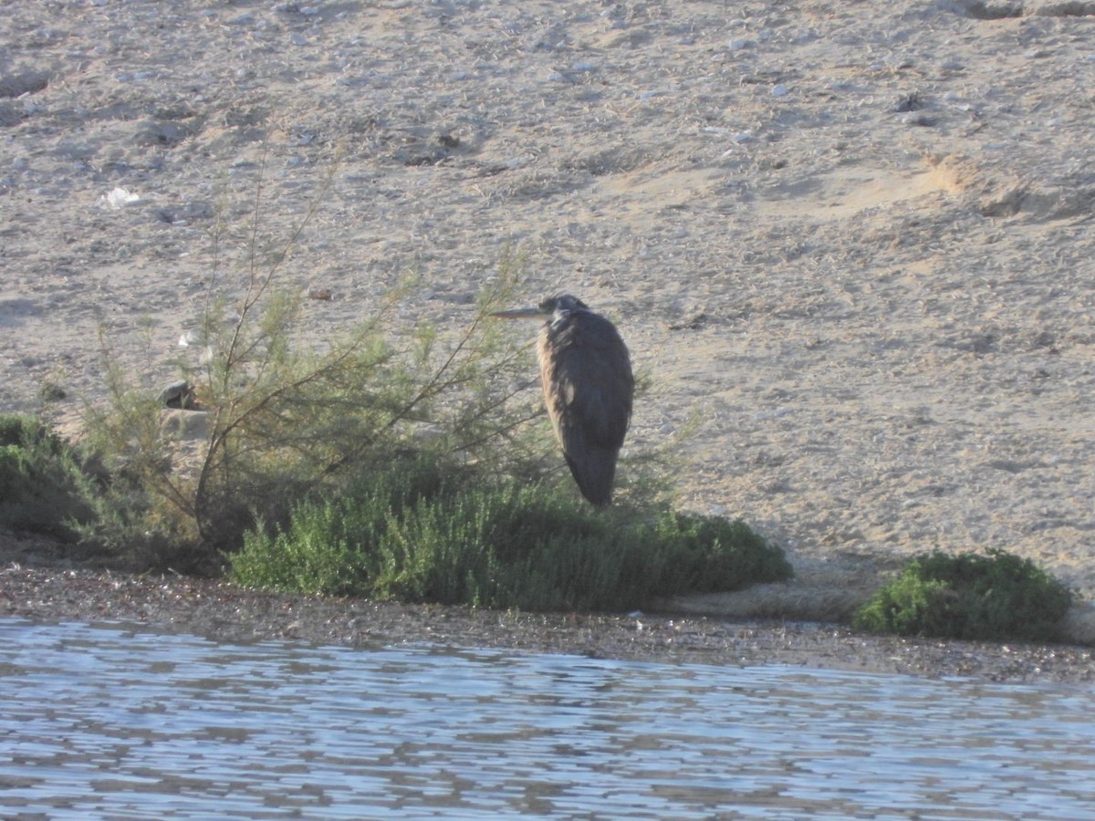 Gri Balıkçıl - ML646527485